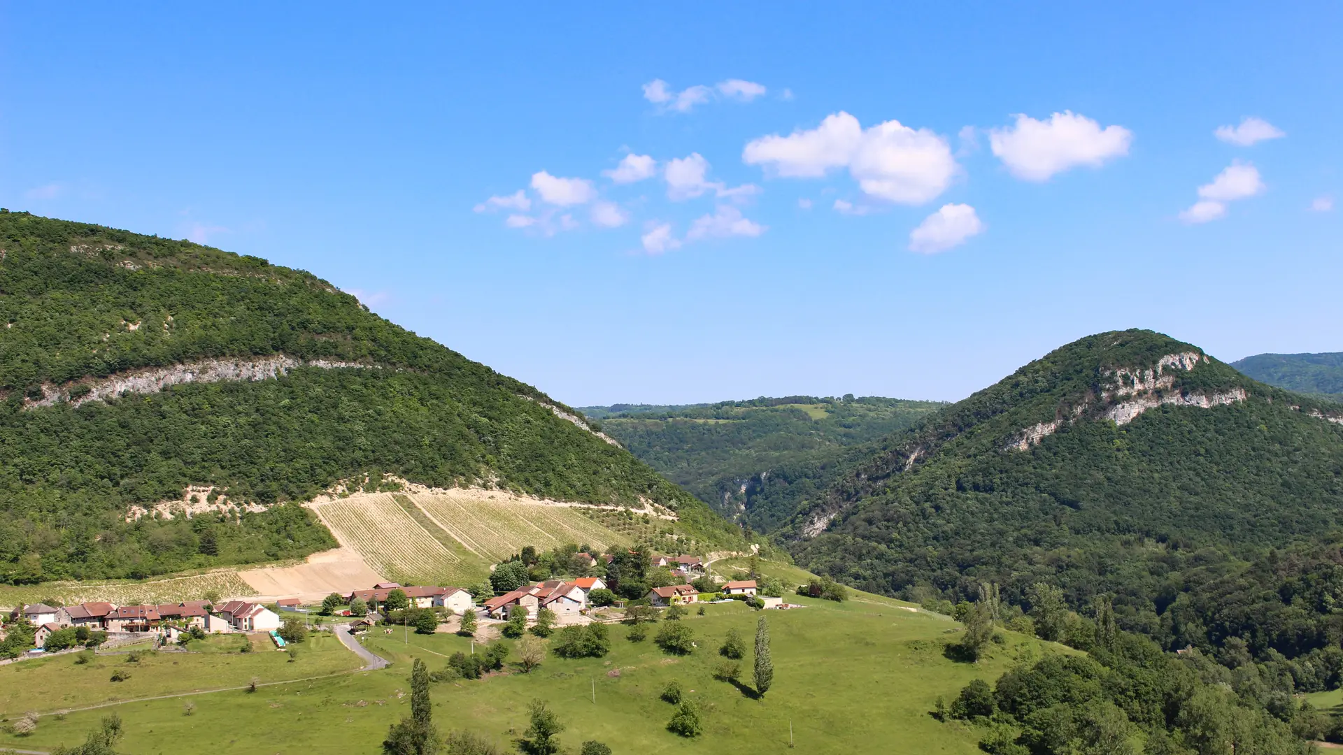 Vignes Montagnieu-Seillonnaz en été
