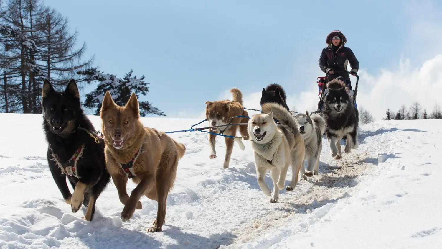 Sortie en chiens de traineaux dans Le Dévoluy, Hautes-Alpes, Alpes du Sud