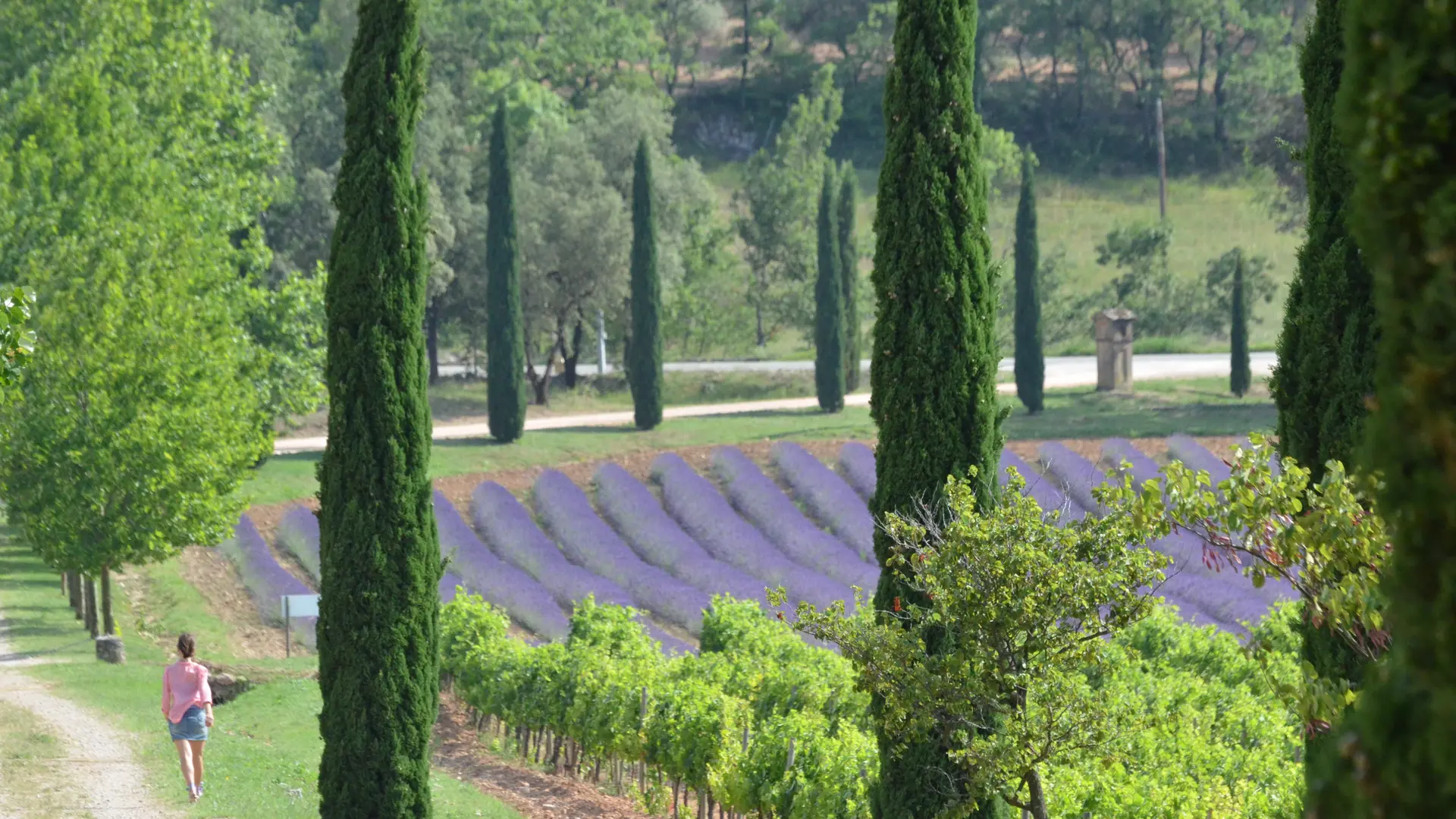 Conseil Interprofessionnel des Vins de Provence