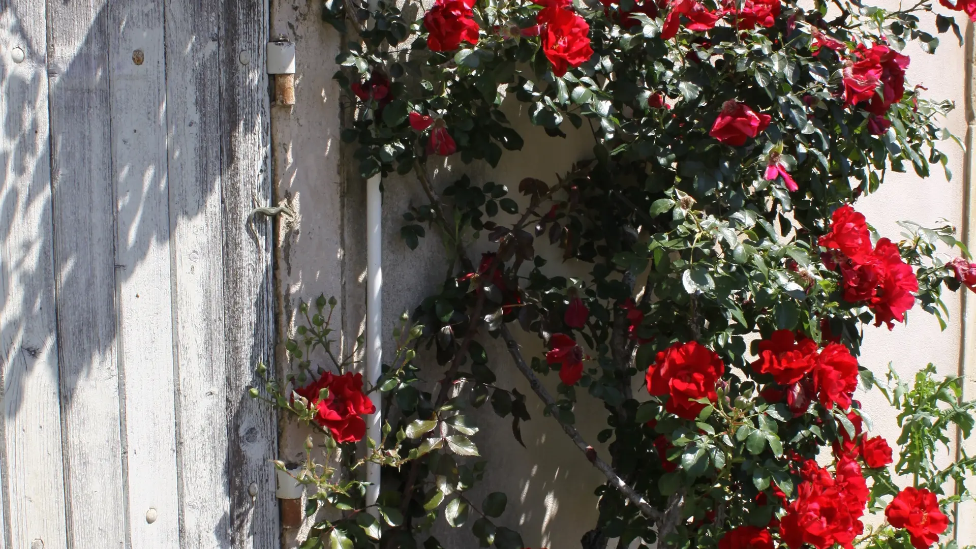 Rouge