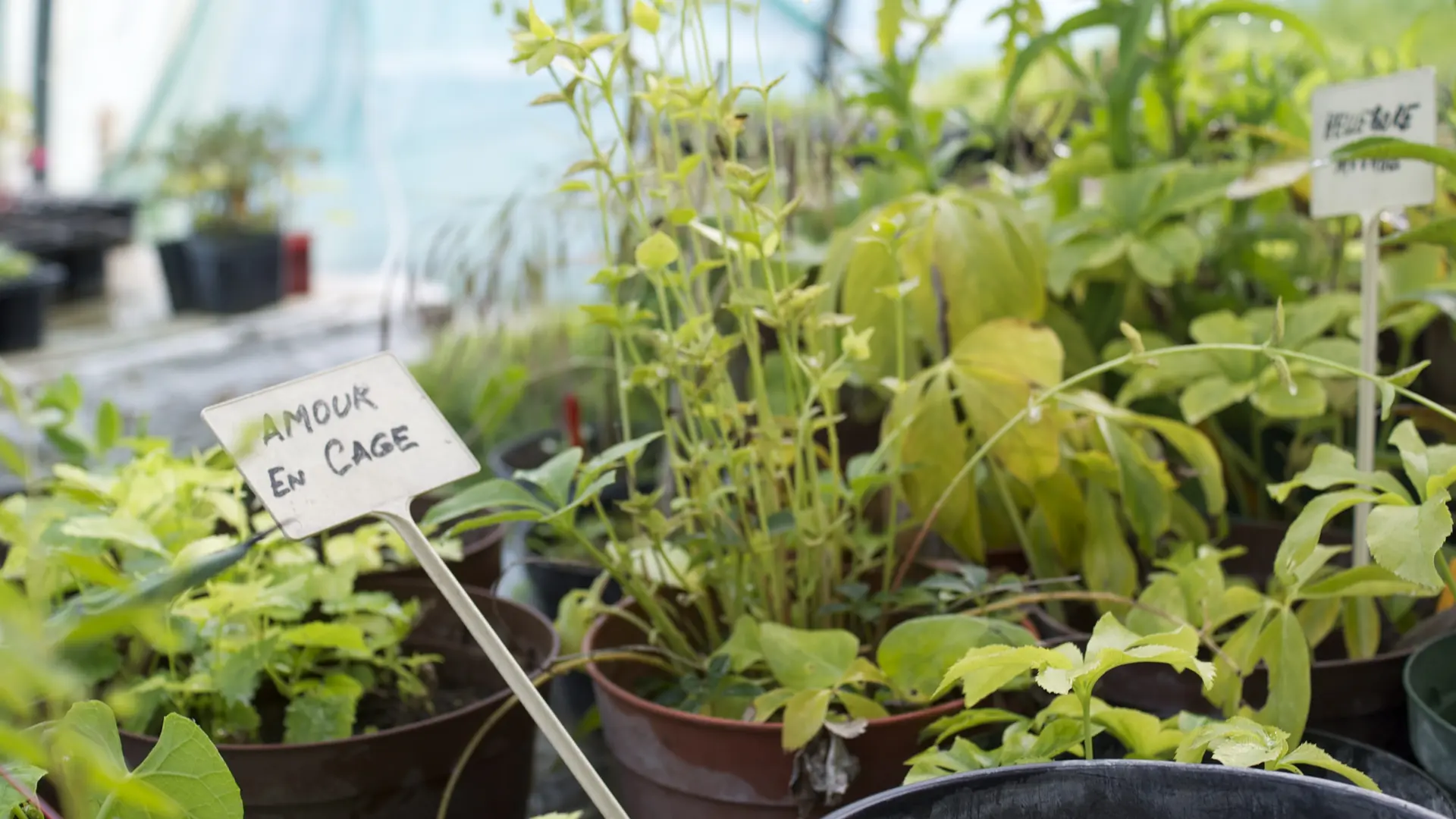 Le potager d'un curieux