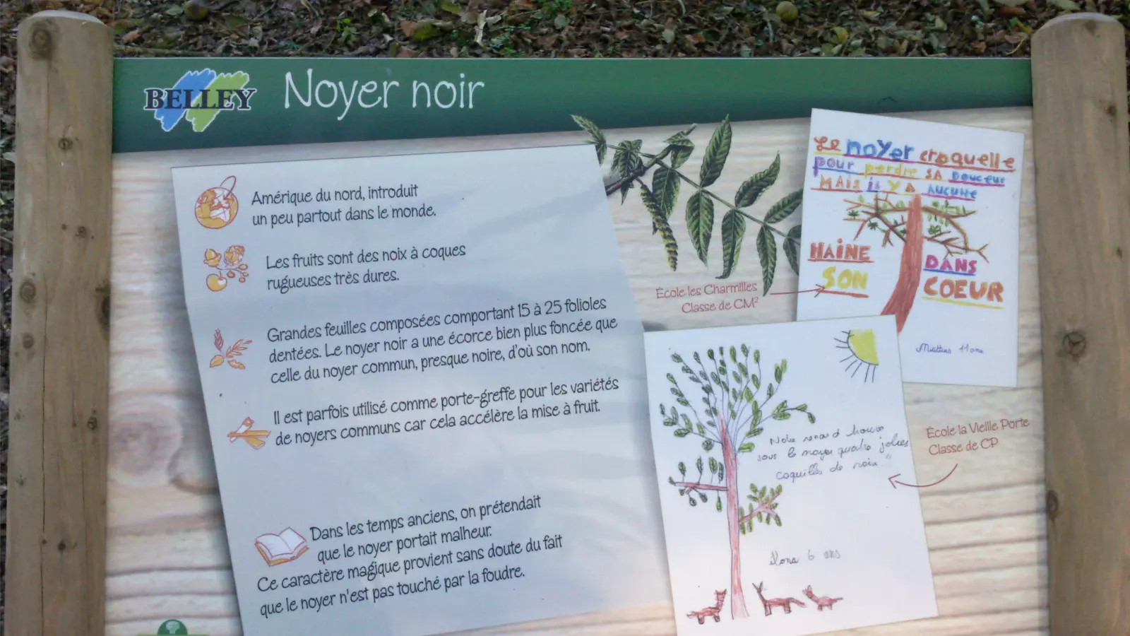 Forêt de Rothonne panneaux d'interprétation arboretum