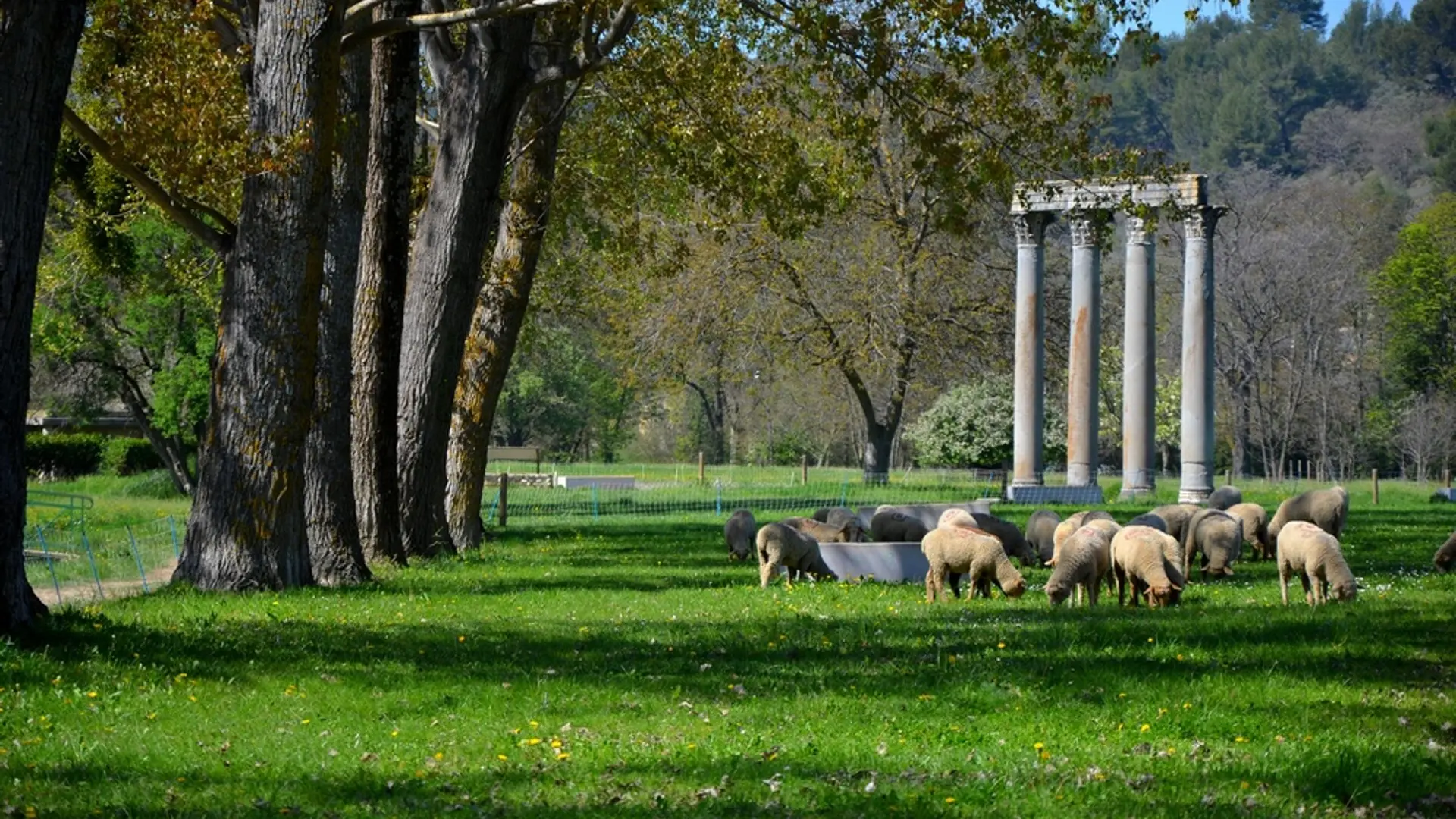 A l'ombre des colonnes