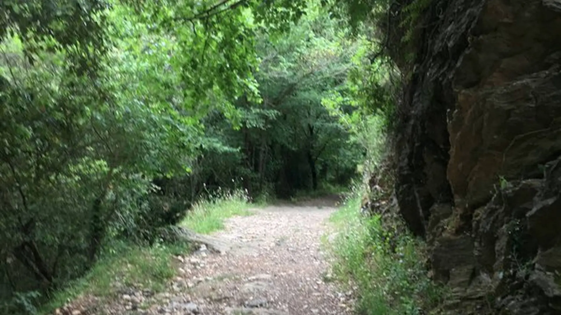 Sentier ombragé sortant de la forêt