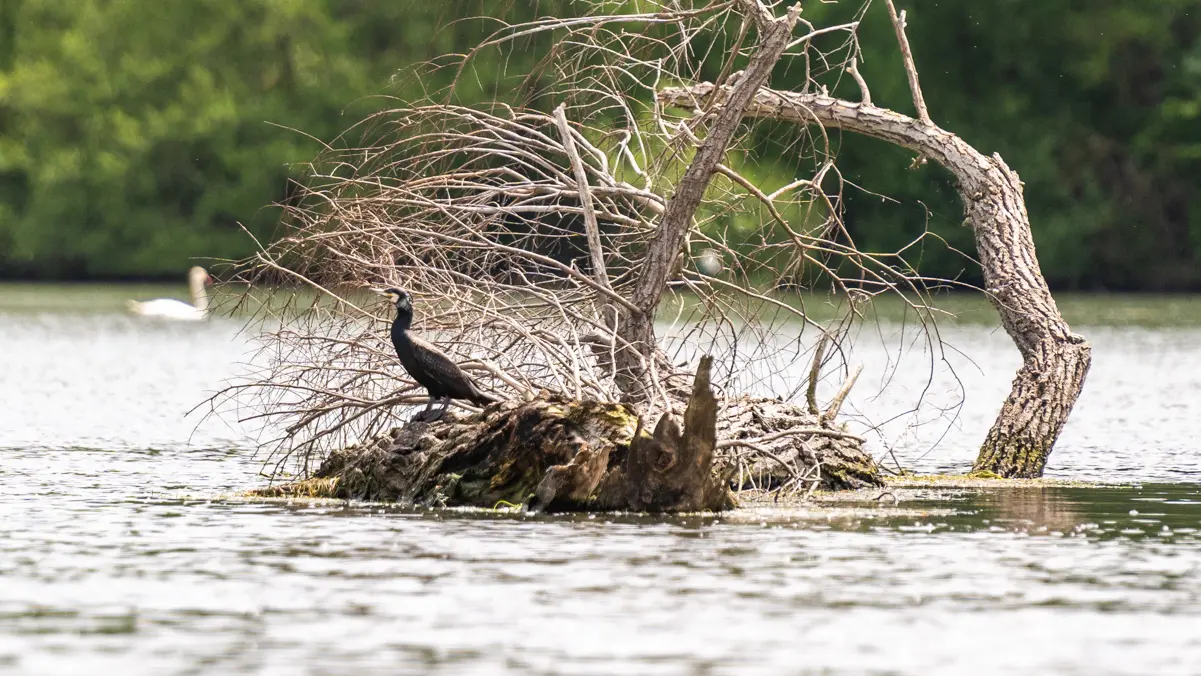 Réserve Ornithologique de la base de loisirs du Tarn et de la Garonne