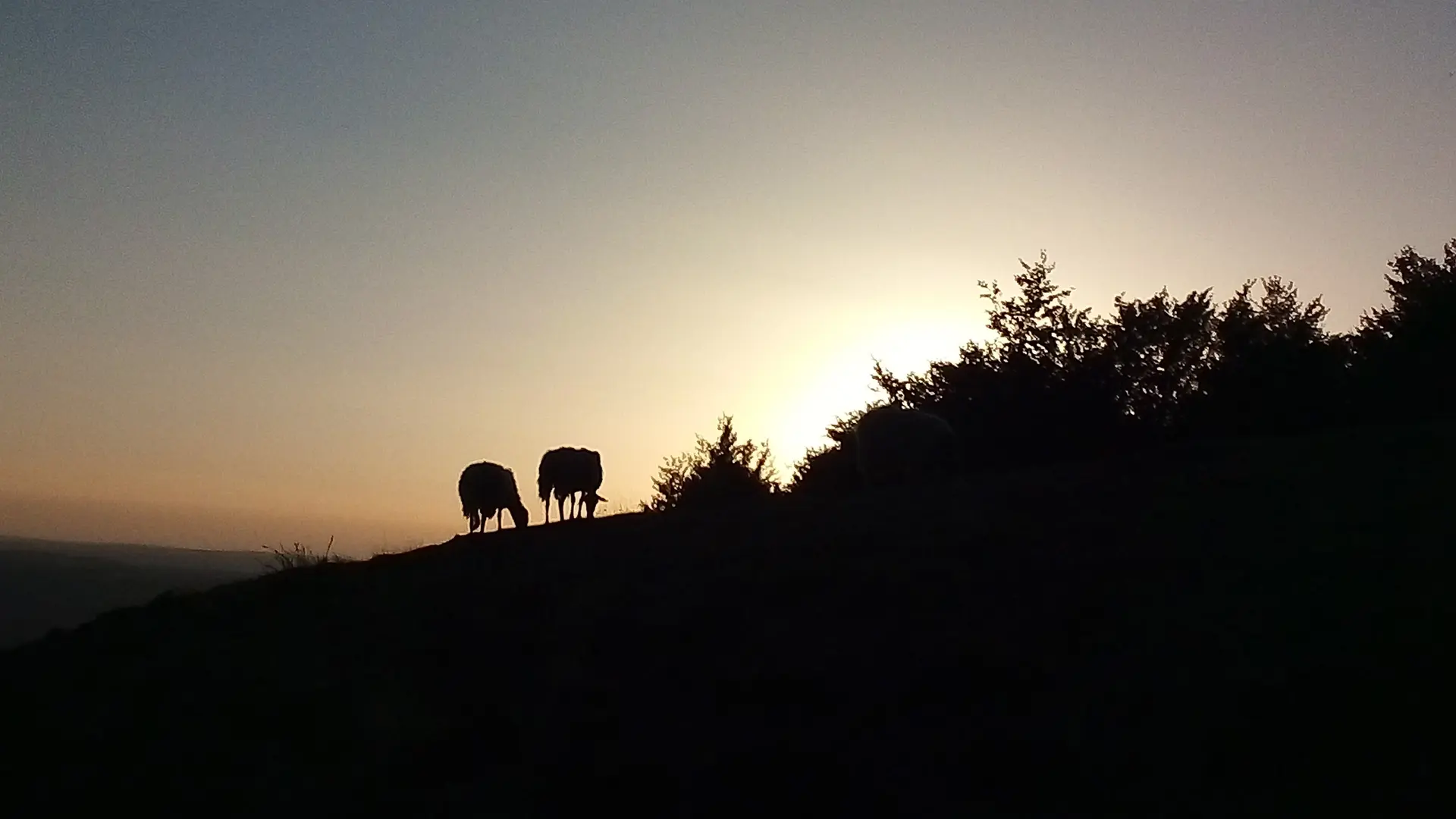 Coucher de soleil brebis