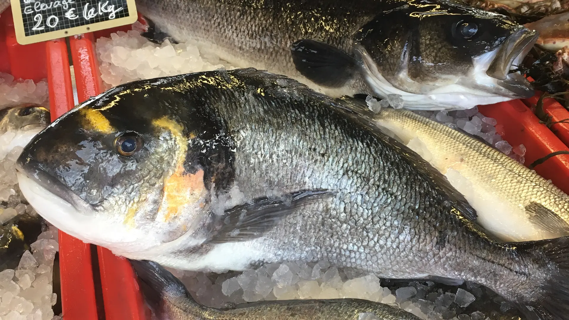 Elevage et vente de loups, daurades et poissons de la baie de Tamaris