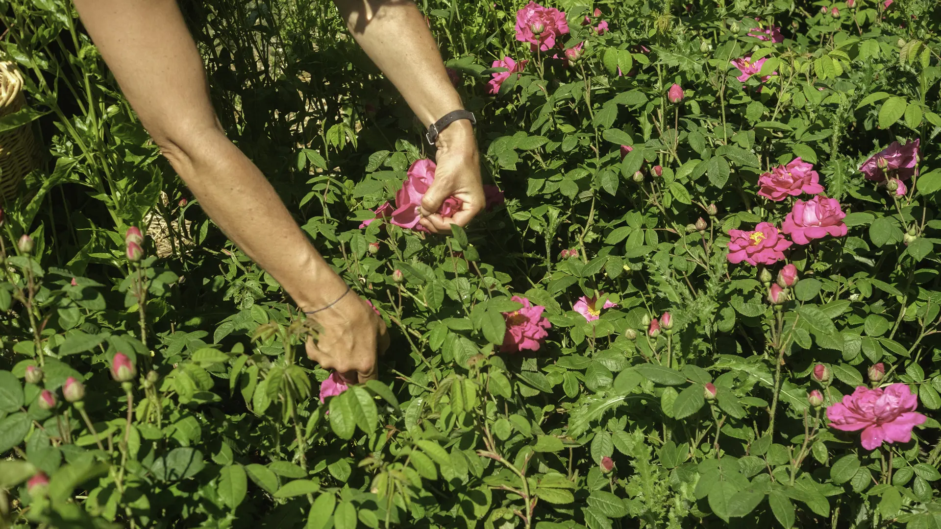 Récolte à la roseraie