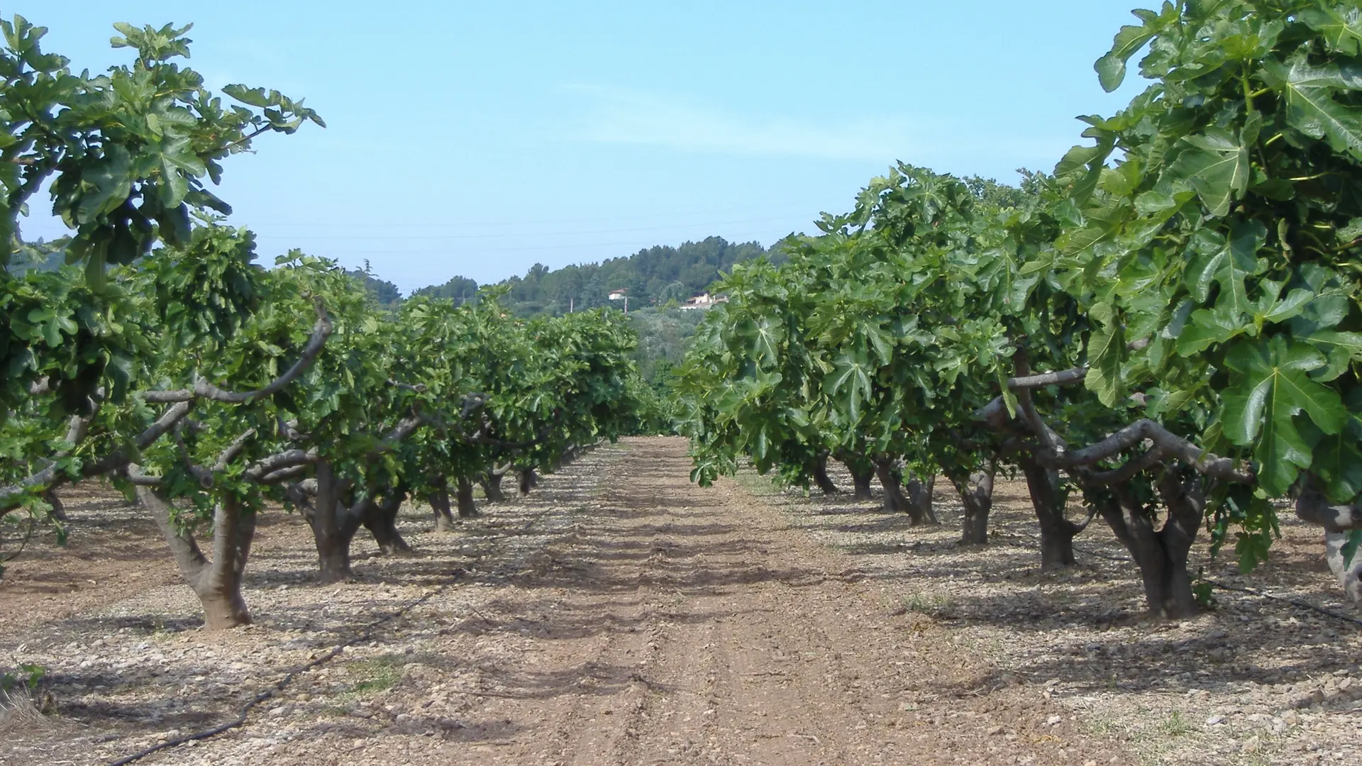 Fruits et légumes de saison