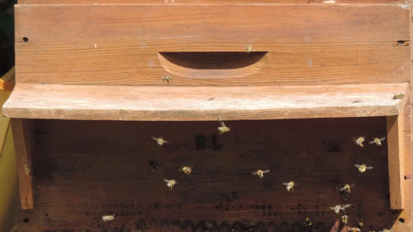 Les abeilles au travail