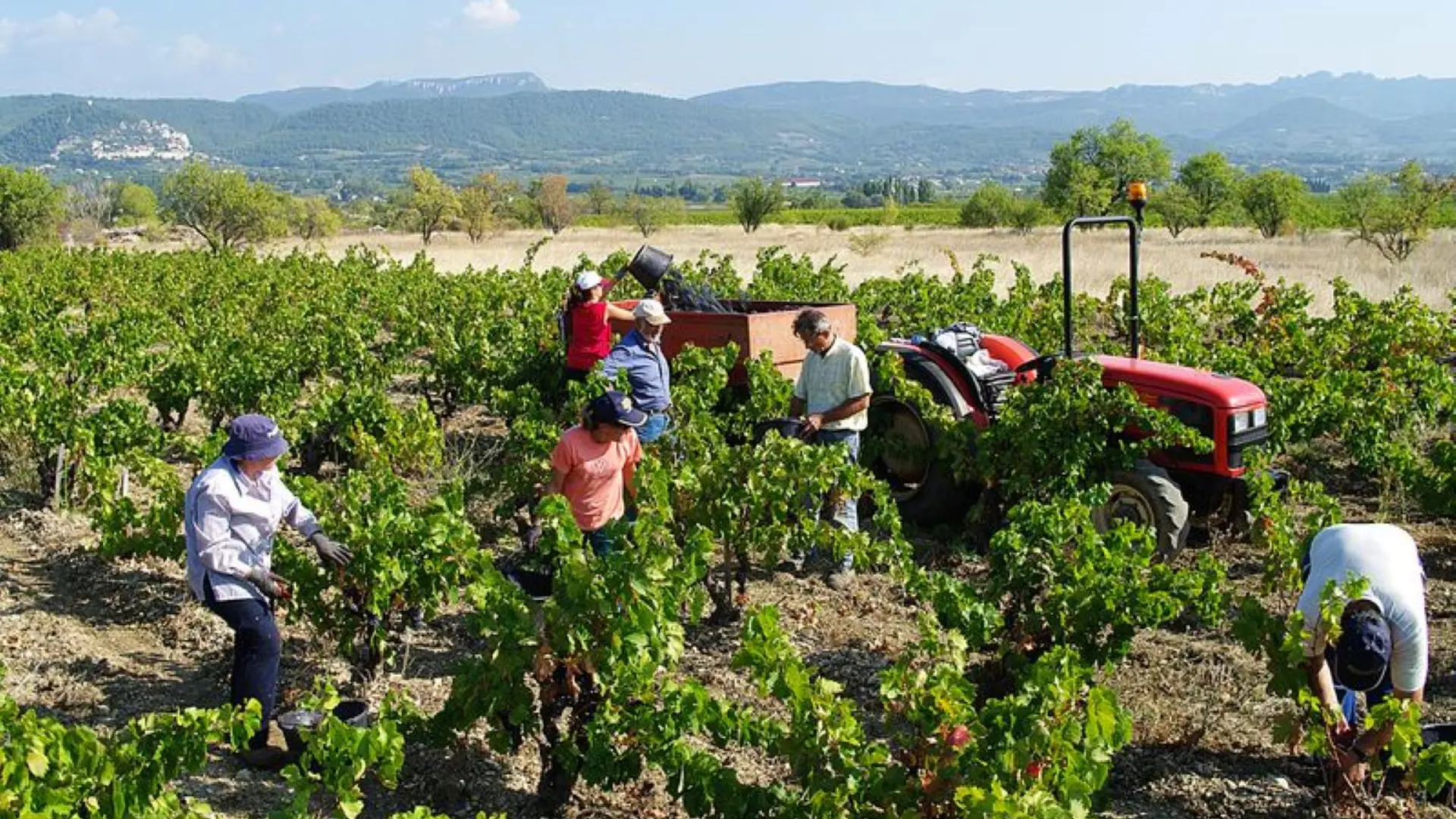 Les vendanges