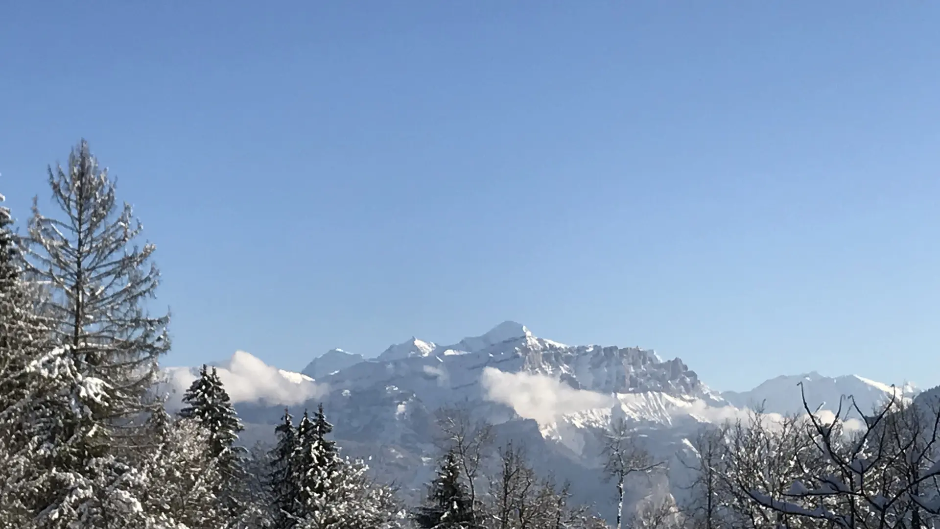 Balade en raquettes à l'affût des grands animaux