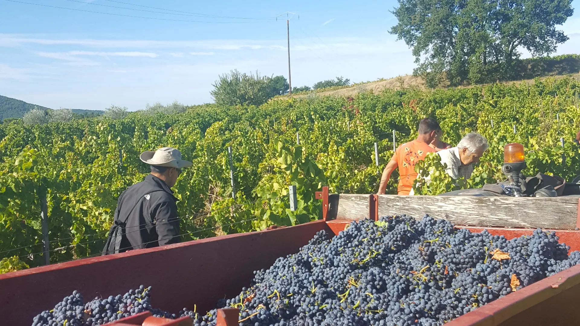 jour de vendanges