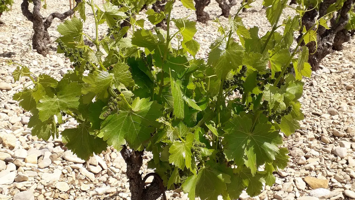 Découverte du sentier vigneron