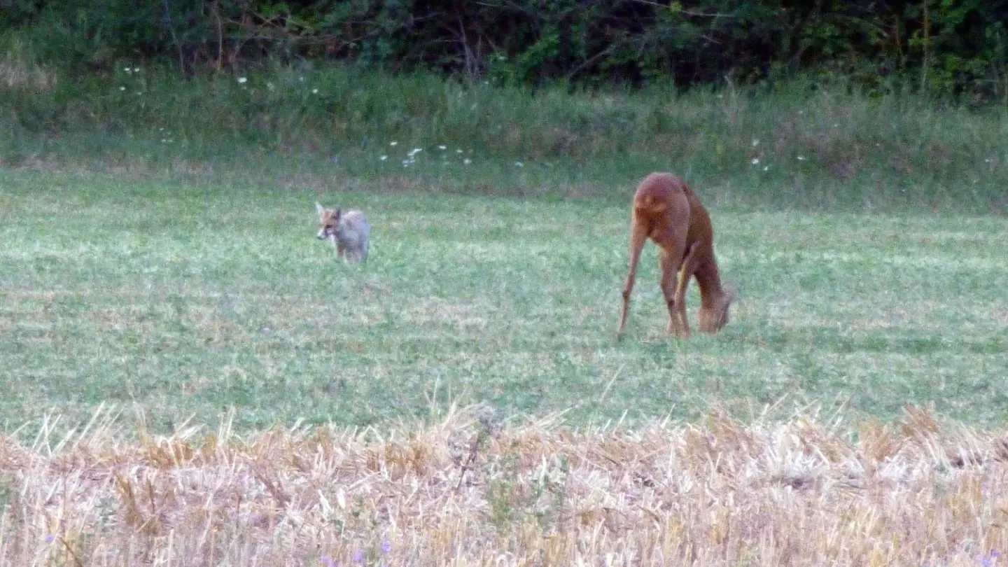 Notre environnement naturel privilégié nous permet d'avoir régulièrement de la visite sur la propriété...