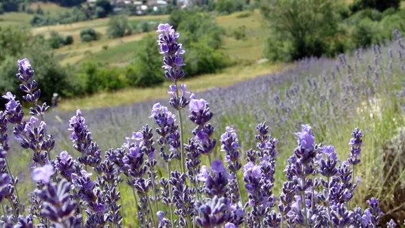 Fleurs