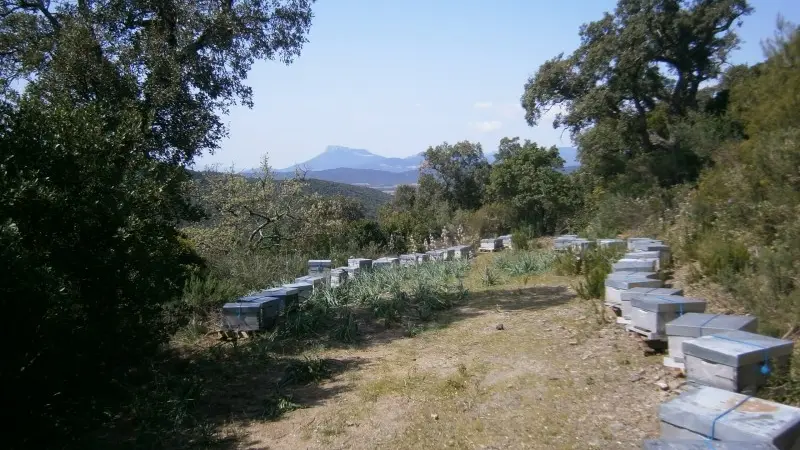 Ruchers de la bastide blanche