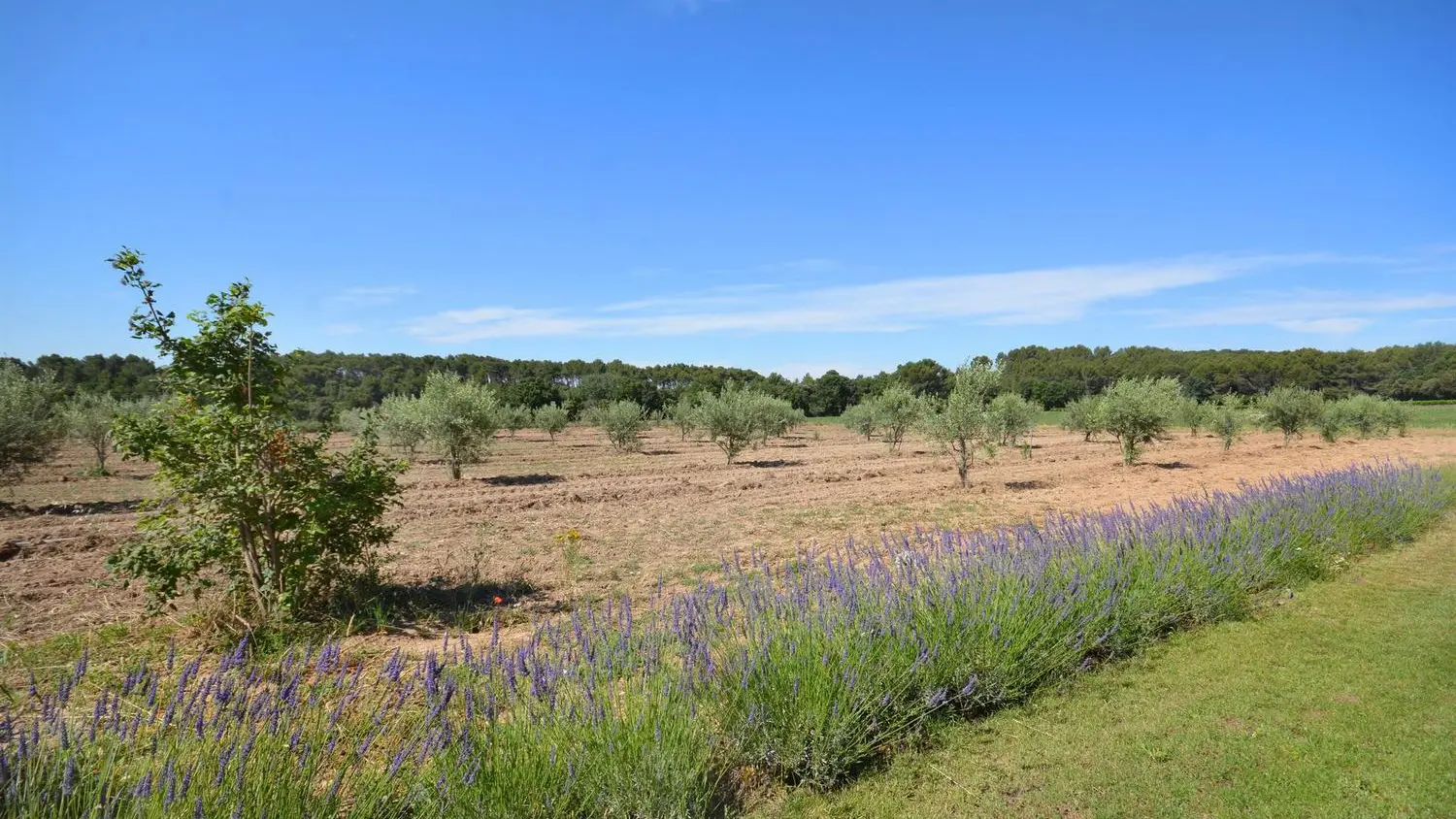 vue sur les oliviers et les lavandes