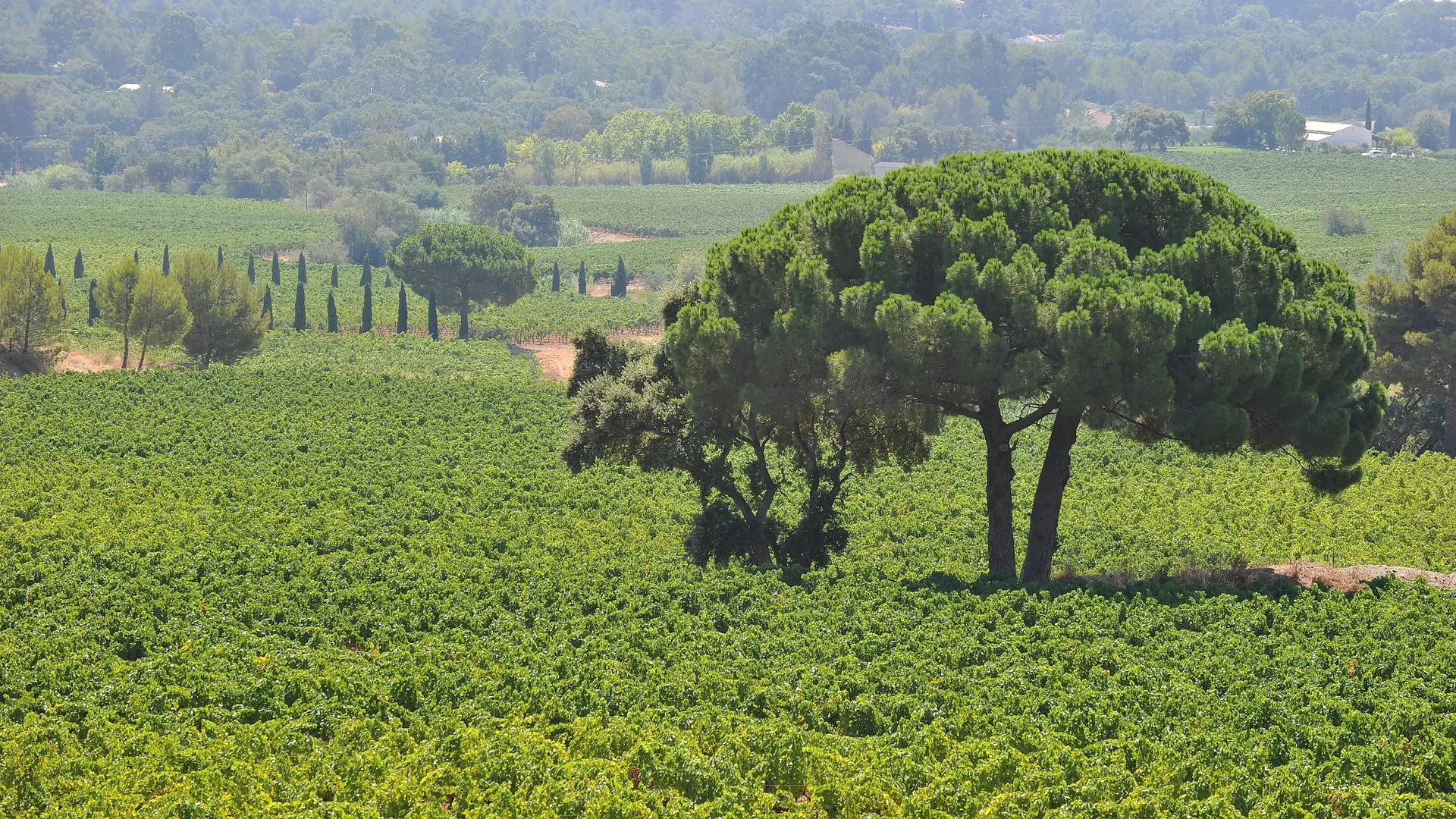 Weinberg Château Maravenne