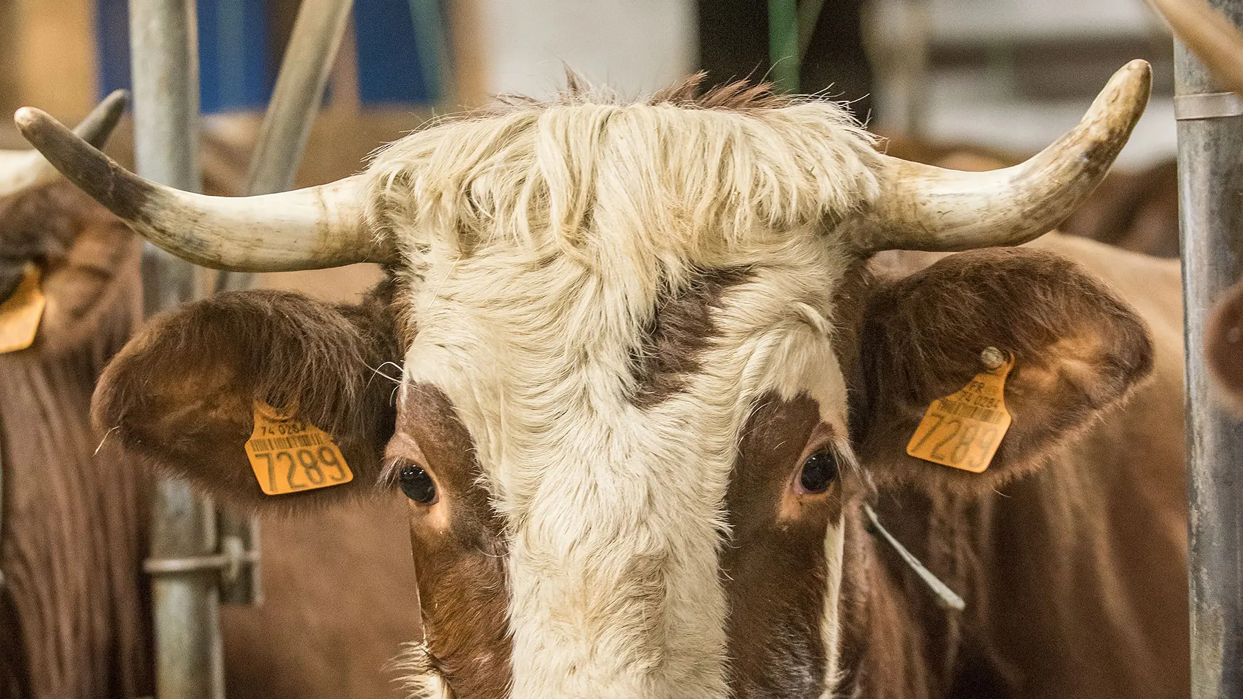 Une belle vache d'Abondance