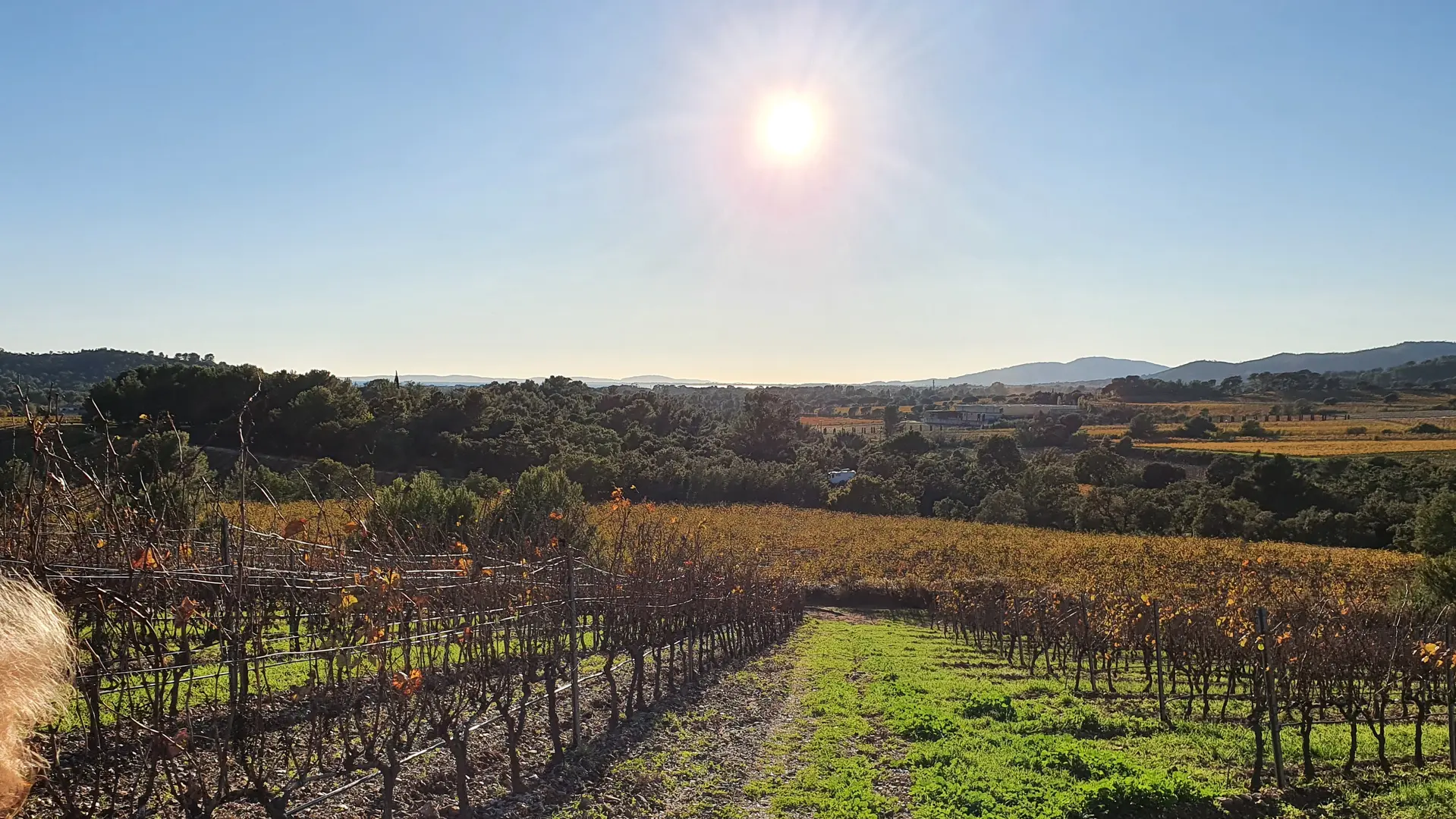 Vignes environnantes chambre d'hôtes La Passiflore