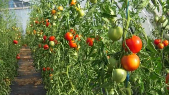 Légumes bio le jardin des Charmettes - tomates sous serre