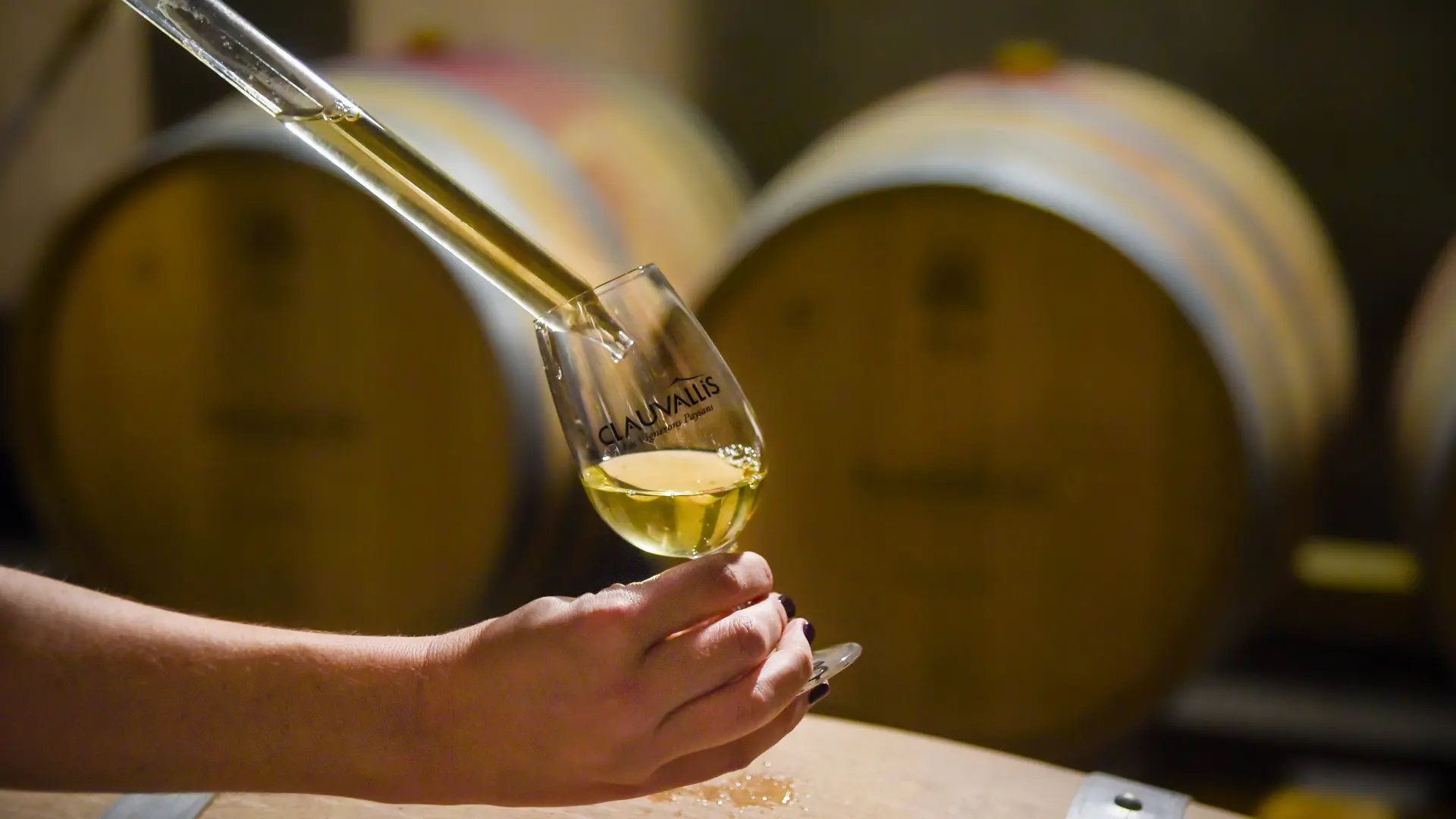 Verre de vin blanc Clauvallis servi directement depuis la barrique, moment authentique de caveau.