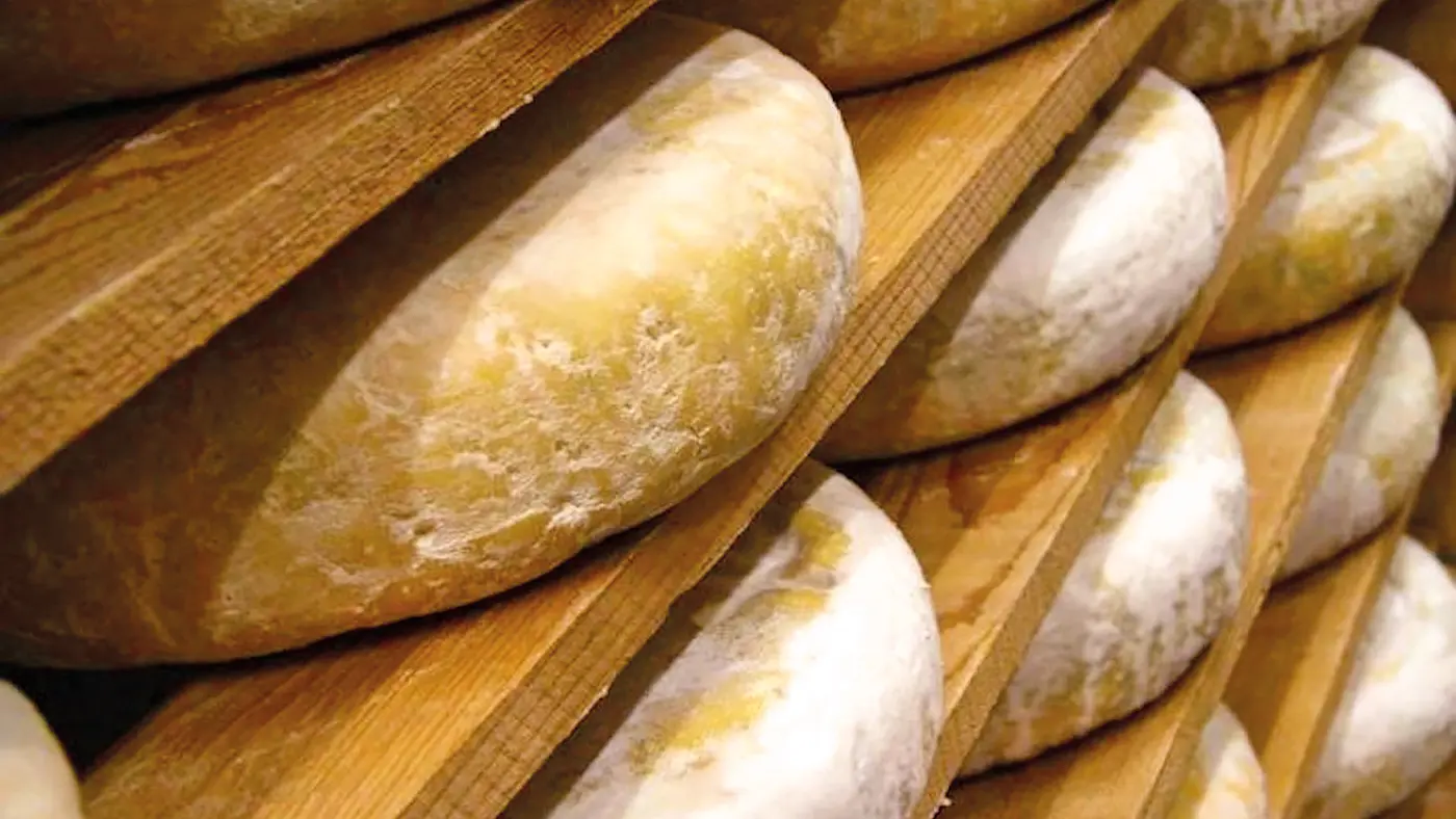Fromage le Bleu de Gex en affinage