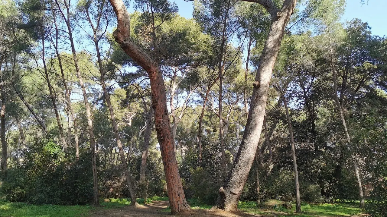 Bois de la Coudoulière