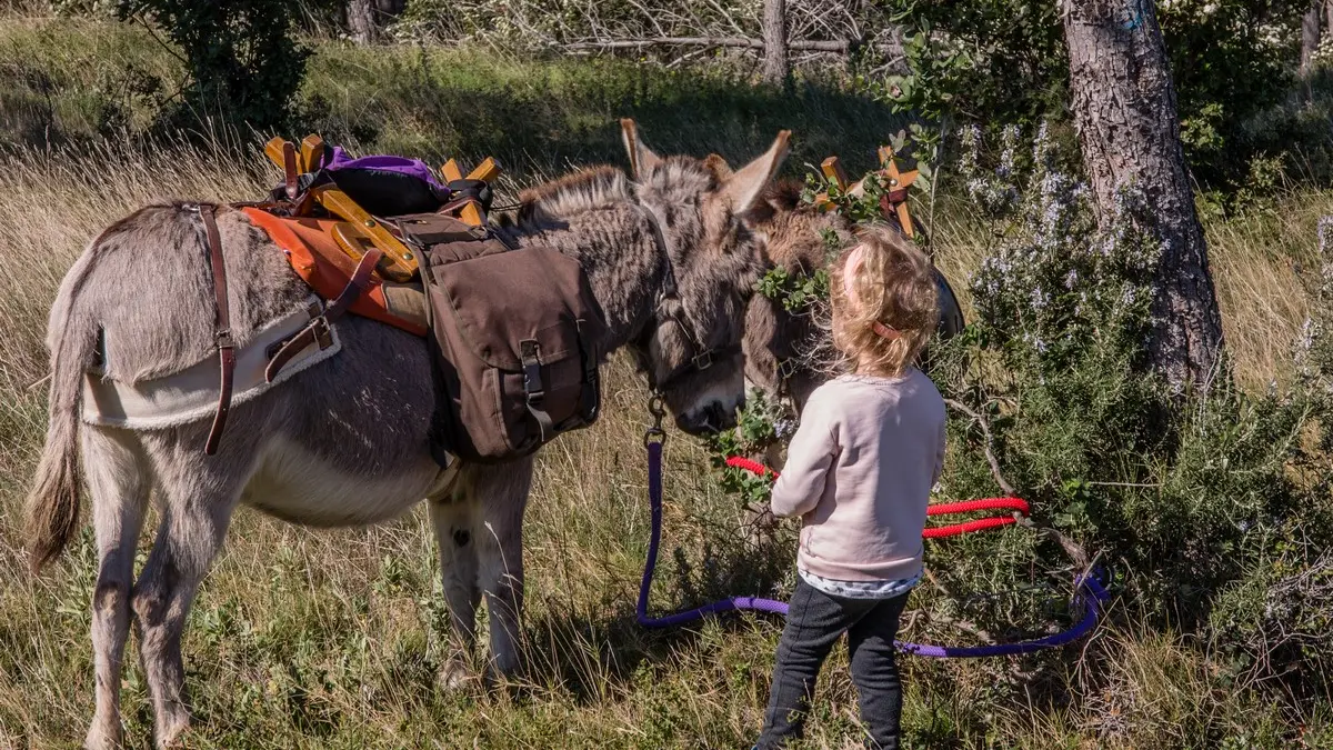 Sortie dans les Alpilles avec P'tits Ânes