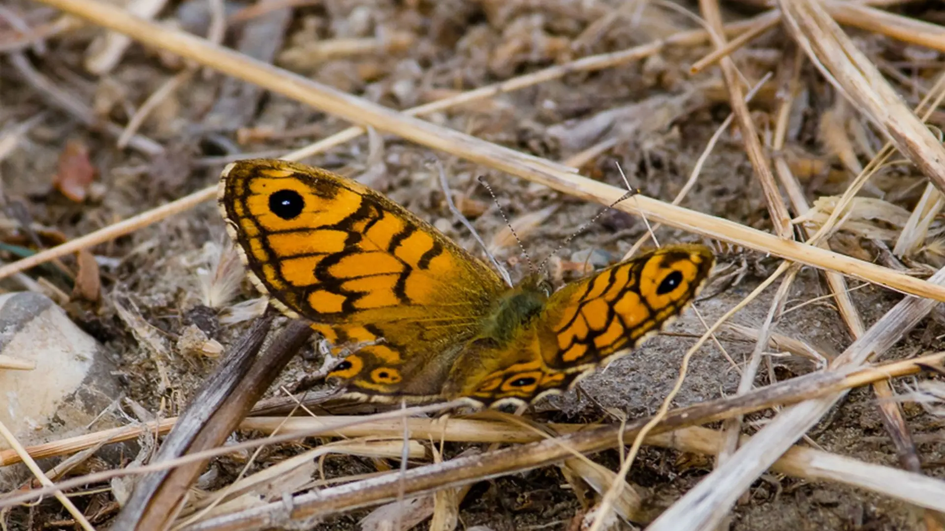 Papillon La Mégère