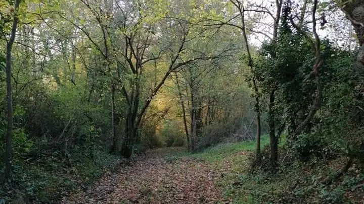 balade à travers bois