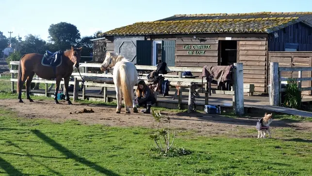 Cours d'équitation