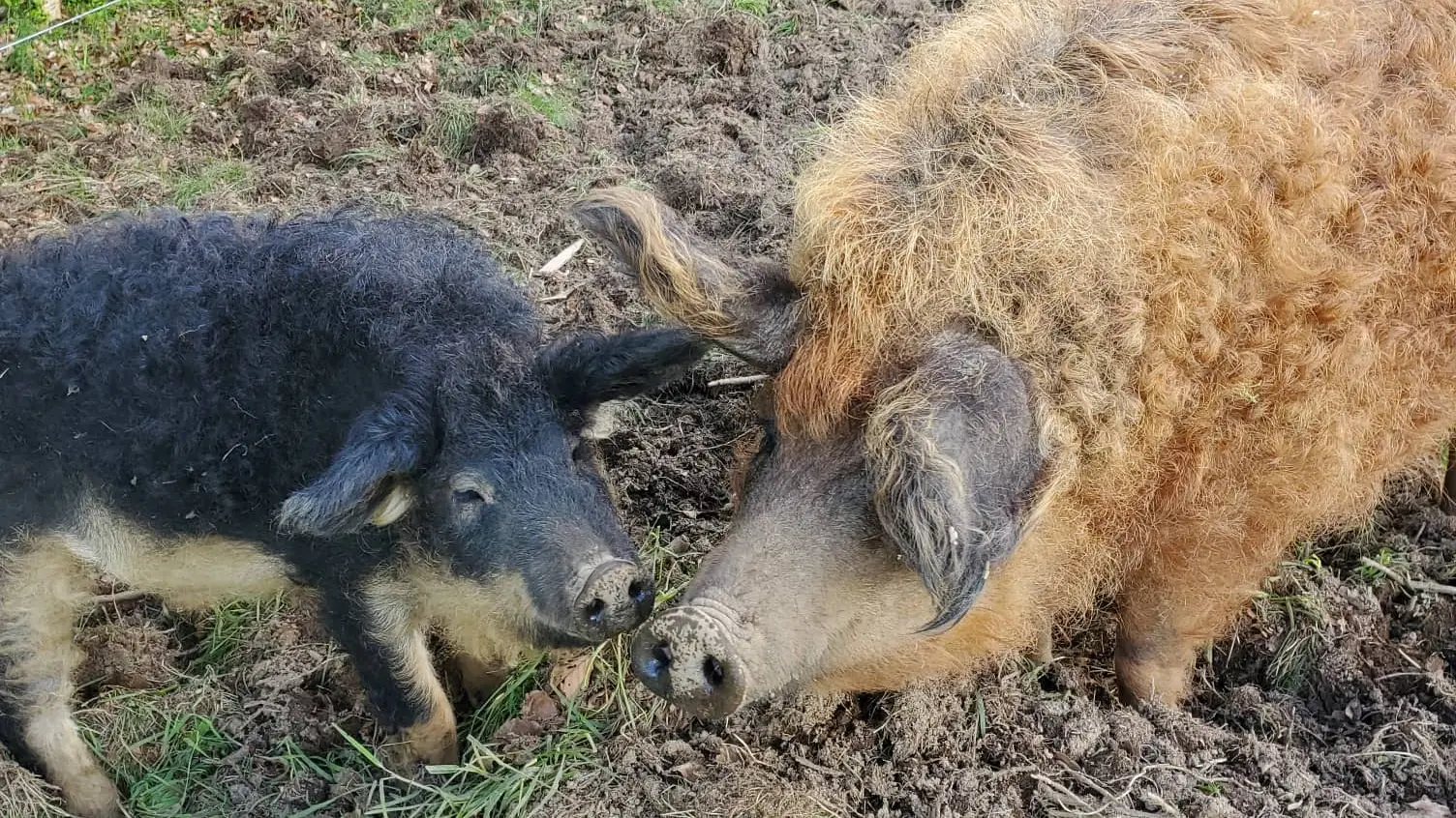Cochons