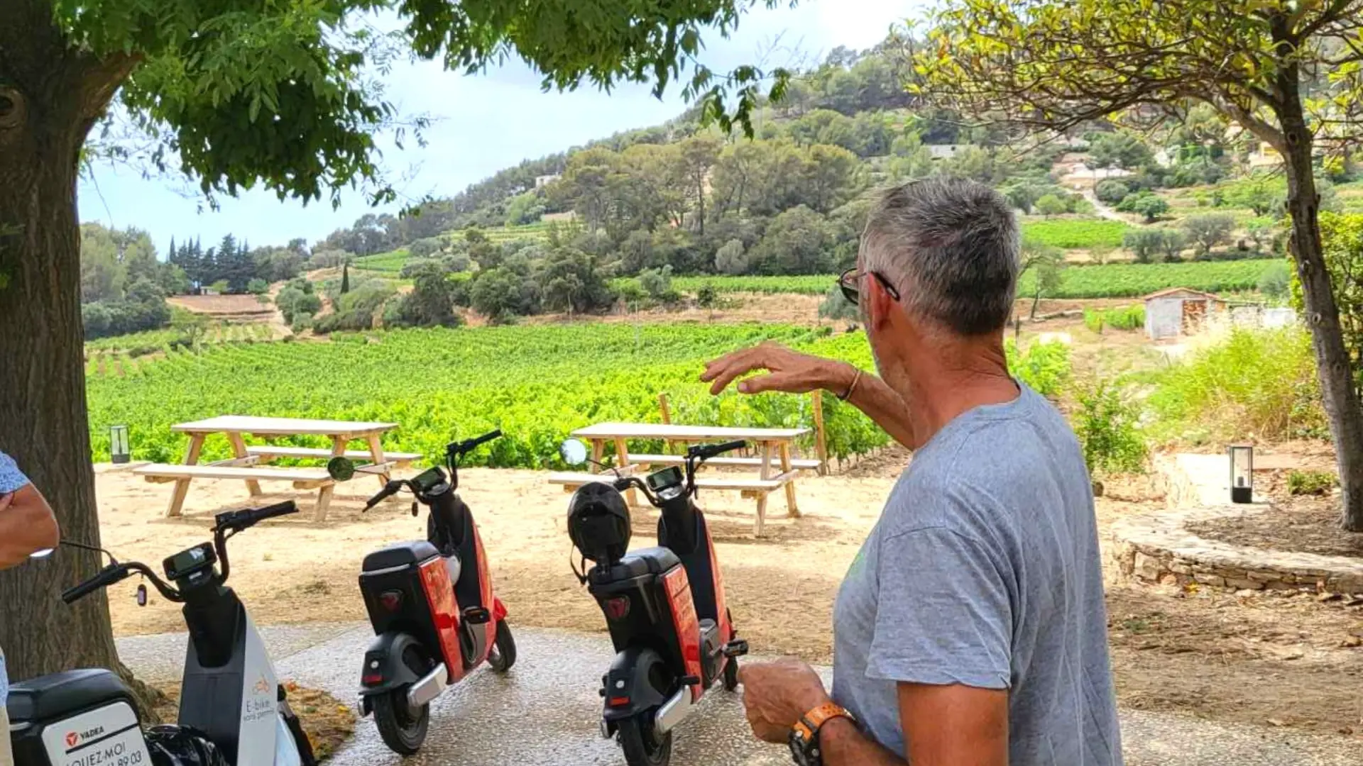 Cocorent Balade au milieu des vignes Bandol