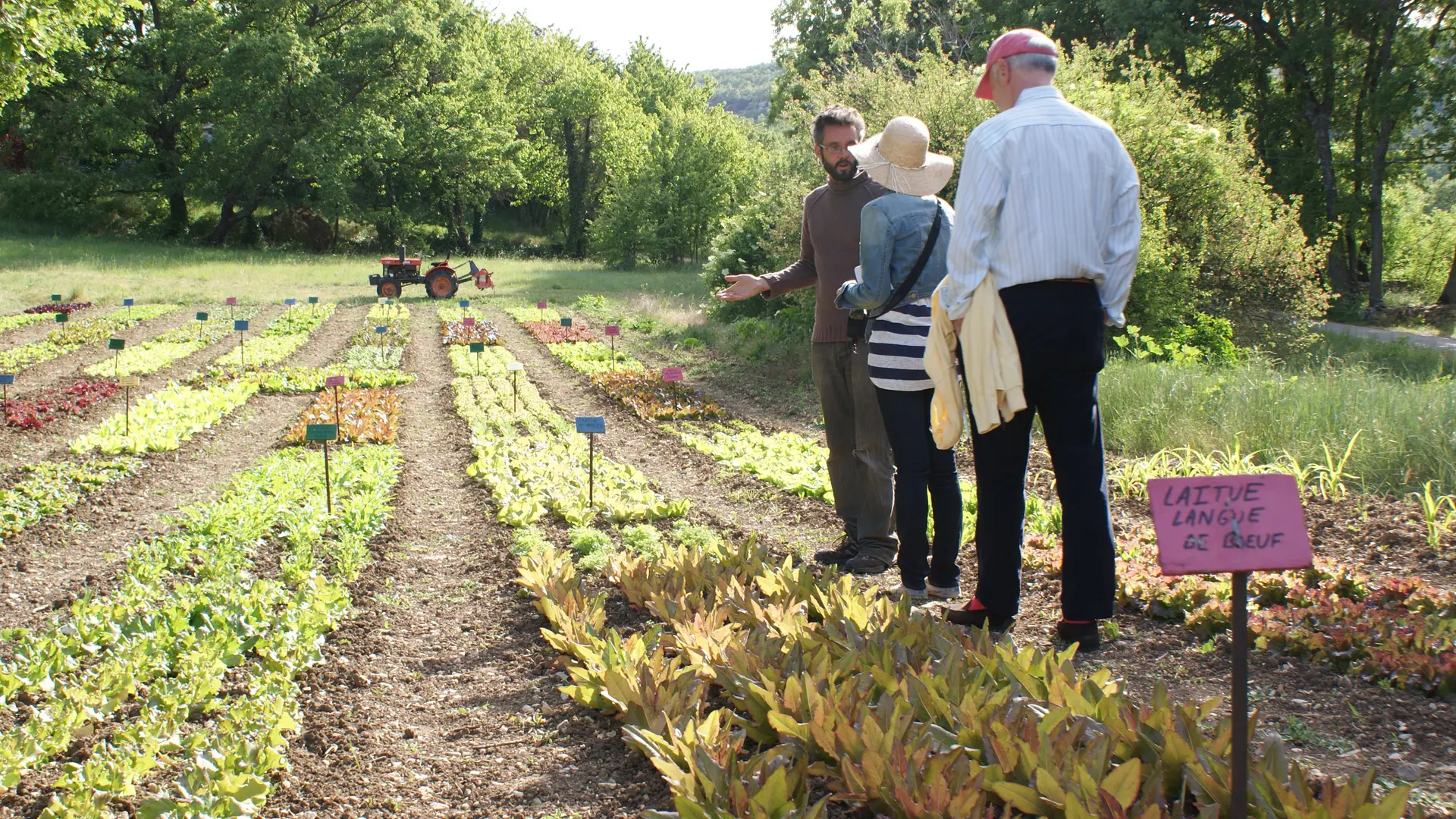 Le potager d'un curieux