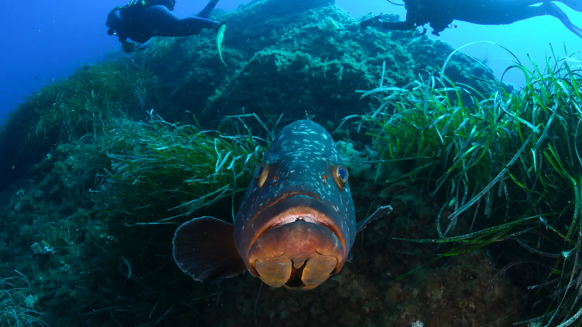 Nouvelle formation plongée-sous marine Open Water PADI  Aqualonde La Londe