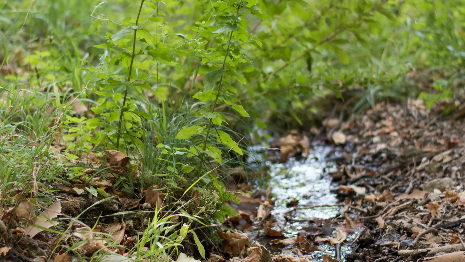 Source des Orris - La Roquebrussanne