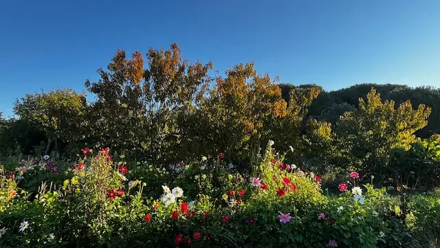 Nos fleurs comestibles