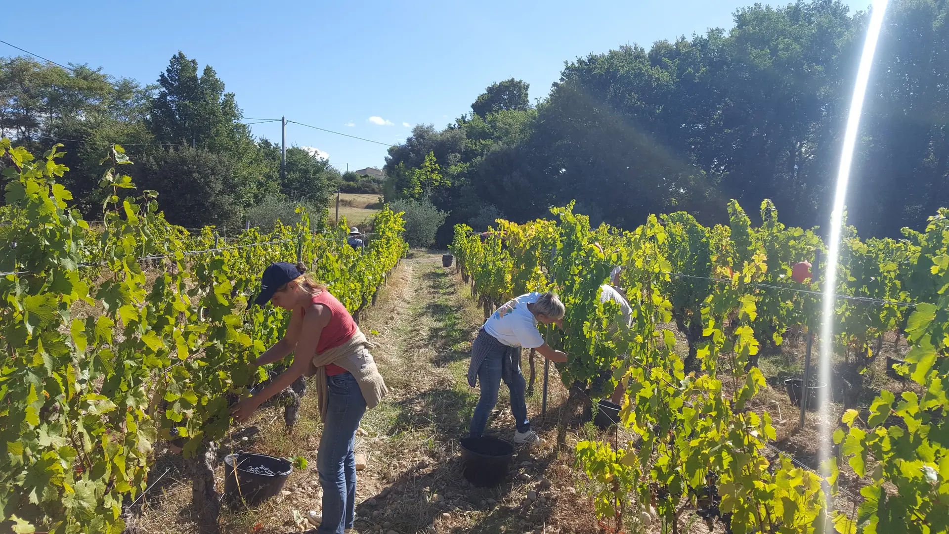 jour de vendanges