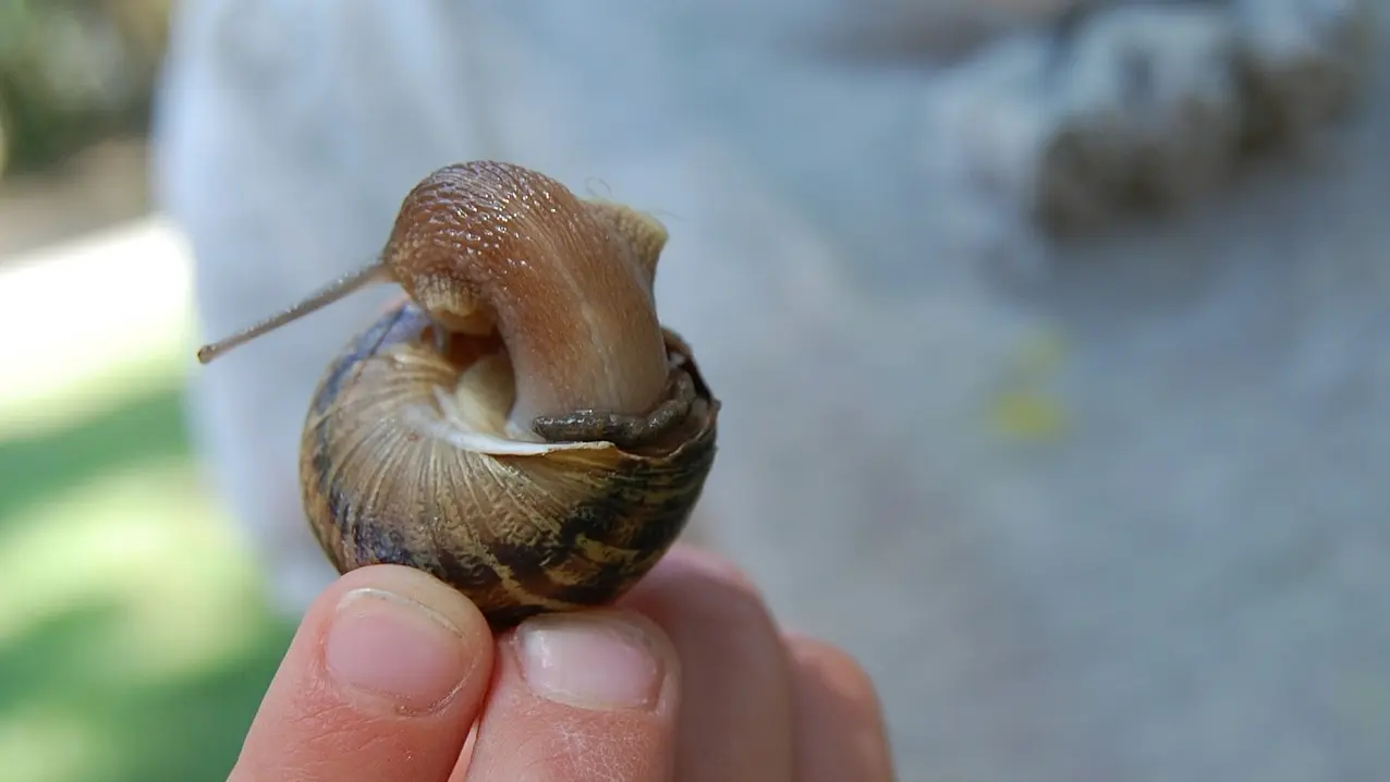 Visite ferme aux escargots