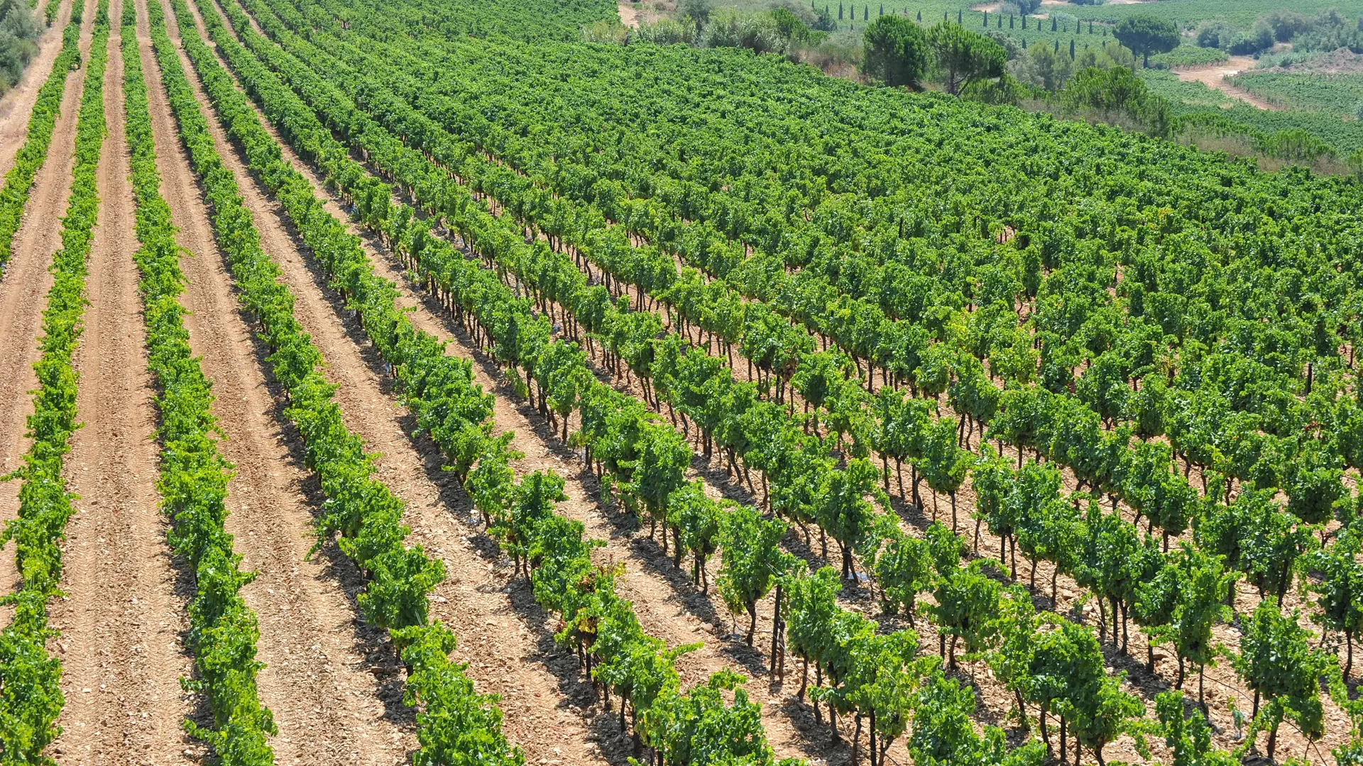 Weinberg Château Maravenne