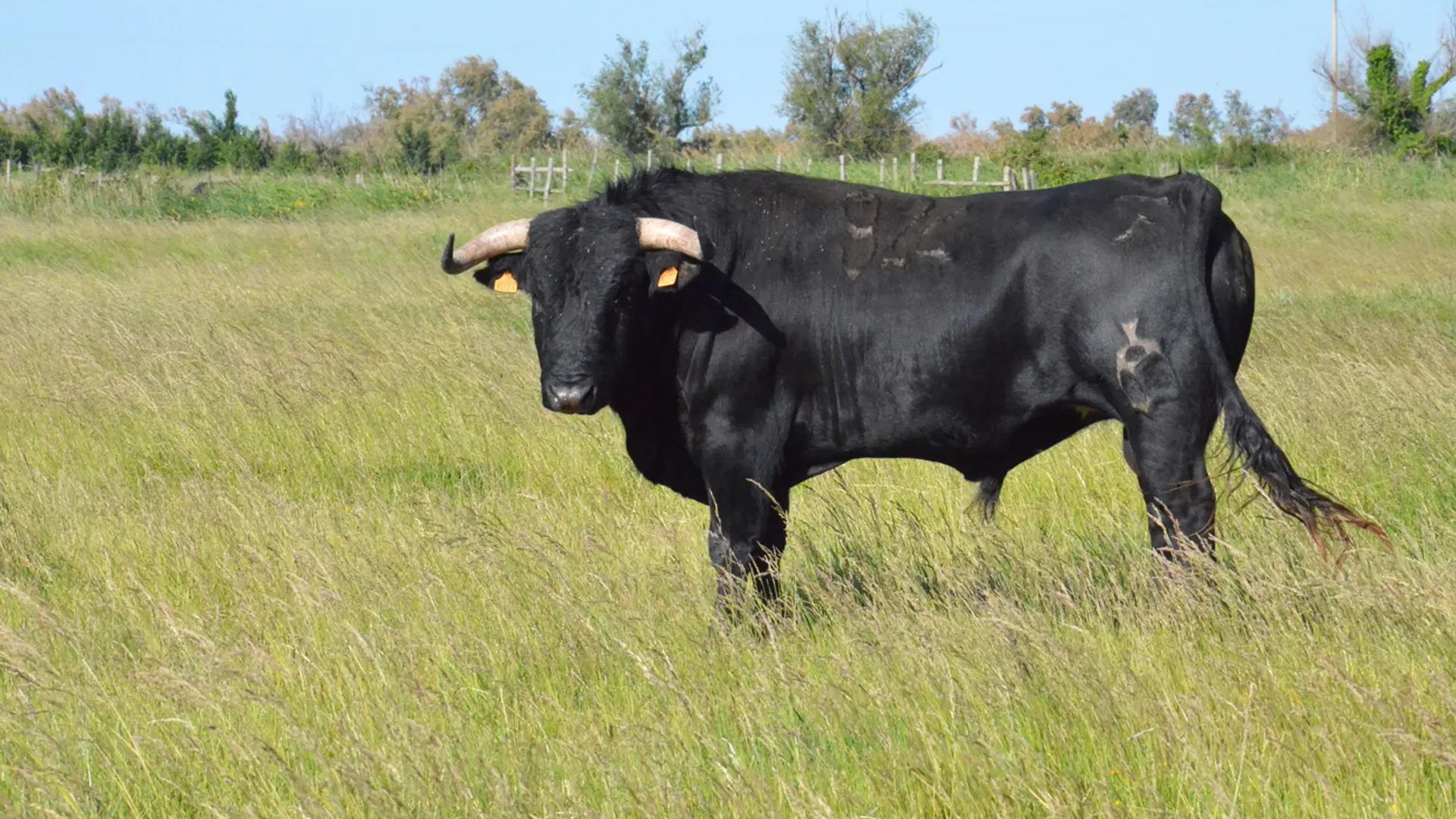 Taureau de combat destiné à la corrida