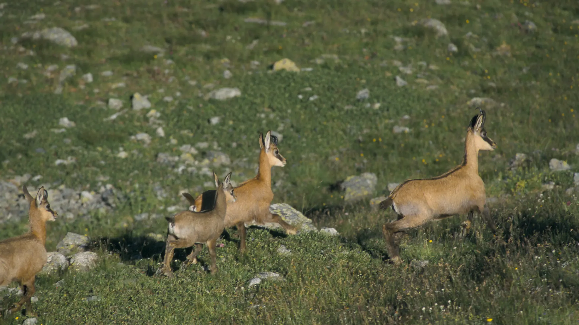 Chamois