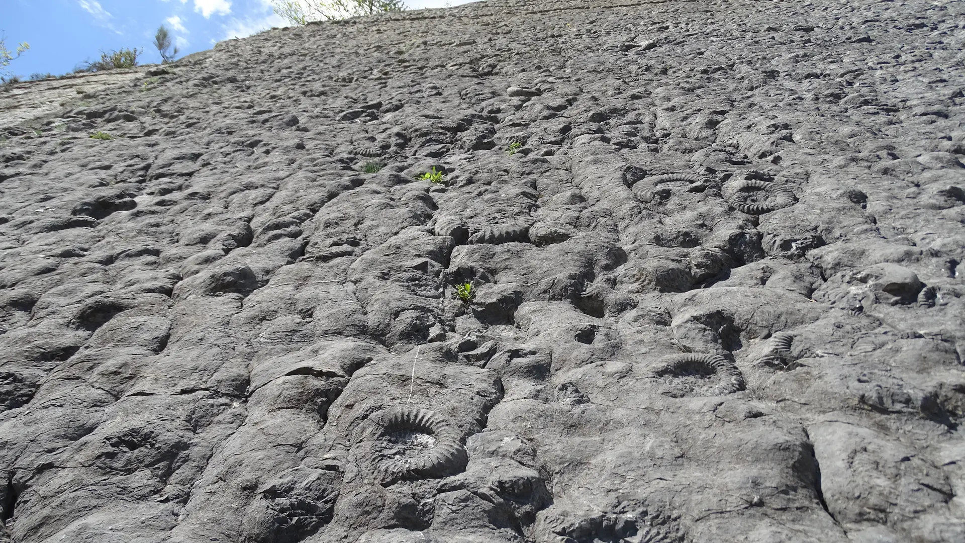 Dalle aux ammonites