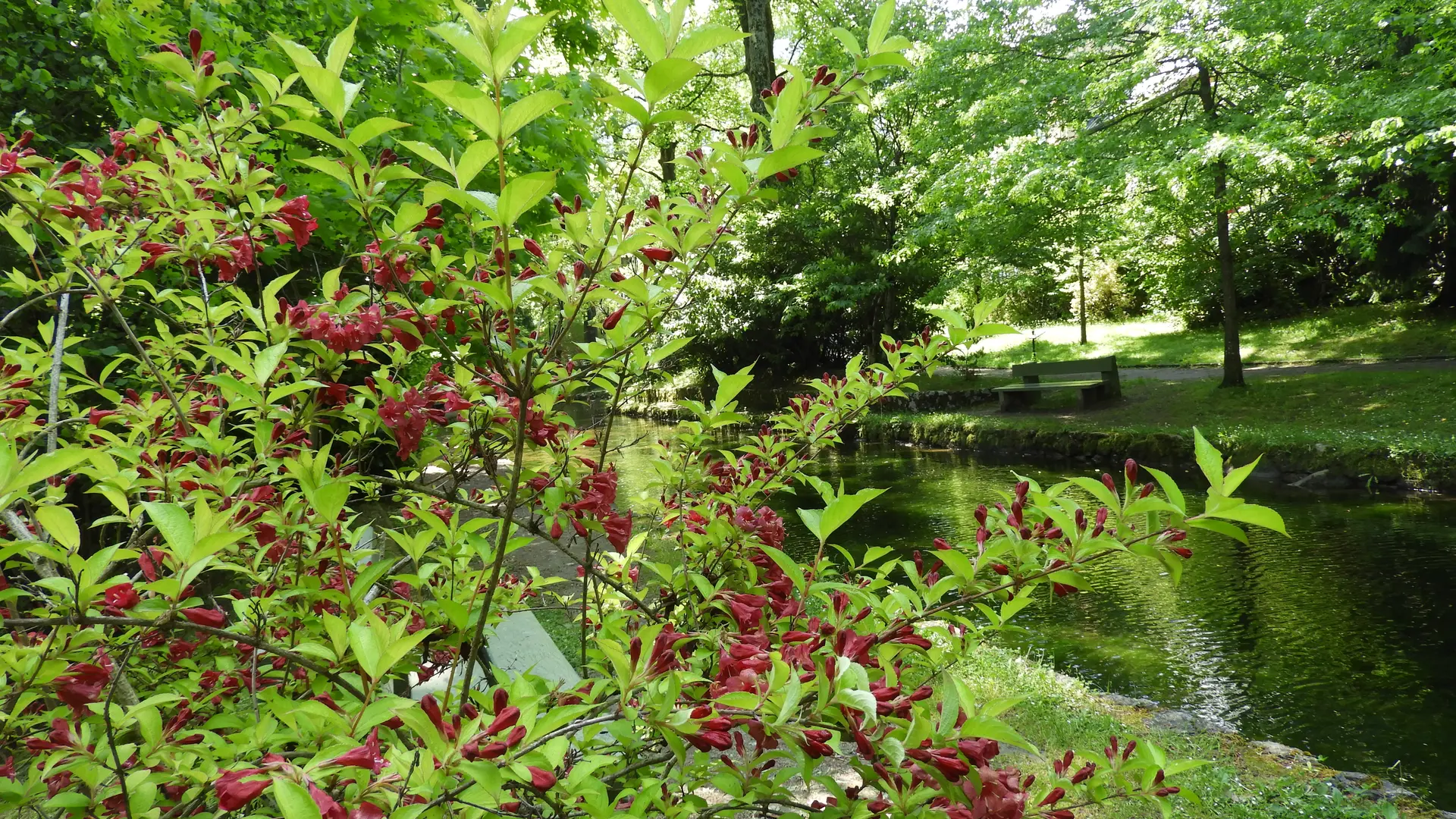 Etang du parc du Teich