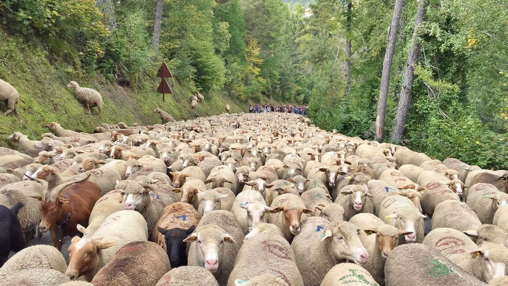 Terre de pastoralisme