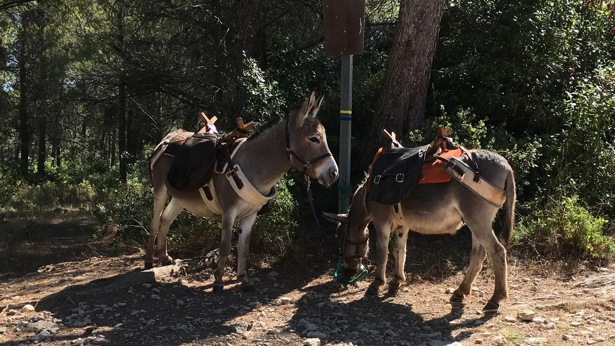 Sortie dans les Alpilles avec P'tits Ânes