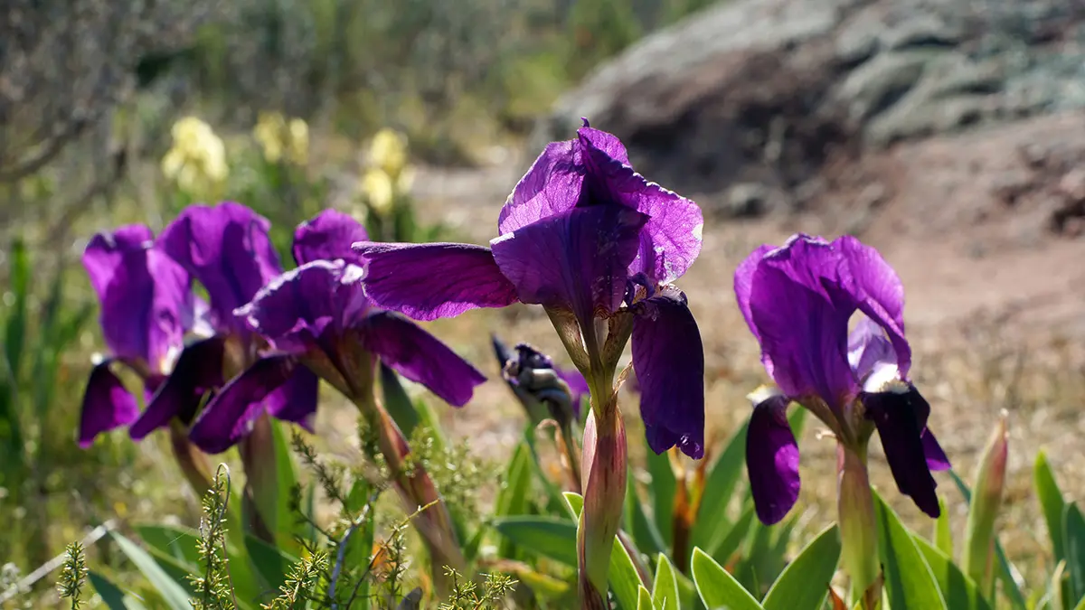 Iris nains