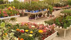 plantes